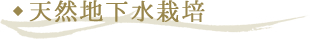 天然地下水栽培
